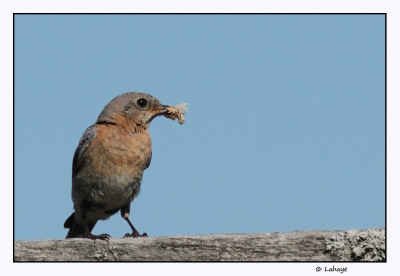 Merlebleu de l'est fem / Sialia sialis / Eastern Bluebird