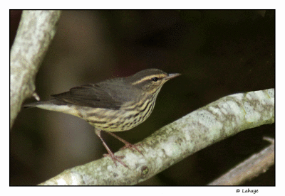 Paruline des ruisseaux / Seiurus noveboracensis / Northern Waterthrush