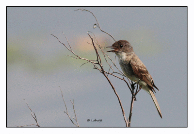 Tyran tritri / Tyrannus tyrannus / Eastern KIngbird