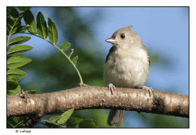 Mésange bicolore imm / Bacolophus bicolor / Tufted Titmouse