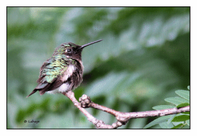 Colibri  gorge rubis / Anchilochus colubris / Ruby-trhoated Hummingbird