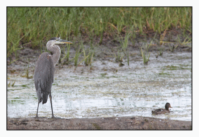 Grand héron / Ardea herodias / Great Blue Heron
