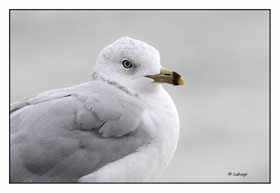 Goéland à bec cerclé / Larus delawarensis / Ring-billed Gull