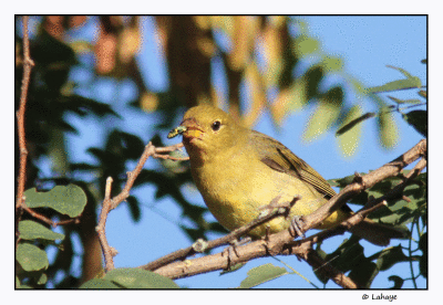 Piranga écarlate fem / Piranga olivacea / Scarlet Tanager