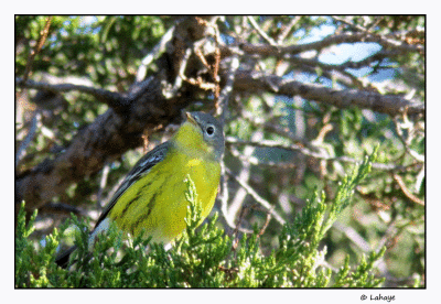 Paruline à tête cendrée juv / Dendroica magnolia / Magnolia Warbler