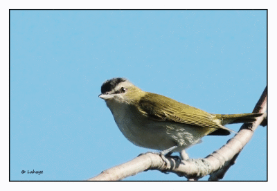 Viréo aux yeux rouges / Vireo olivaceus / Red-eyed Vireo