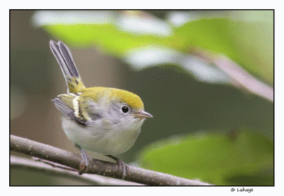 Paruline  flancs marron juv / Dendroica pensylvanica / Chestnut-sided Warbler