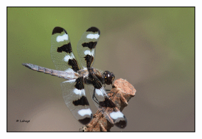 La gracieuse / Libellula pulchella 