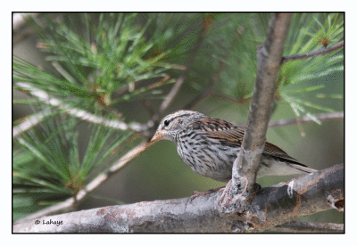 Bruant familier juv / Spizella passerina / Chipping Sparrow