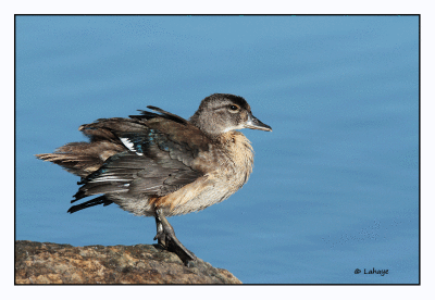 Sarcelle d'hiver juv / Anas Crecca / Green-winged Teal