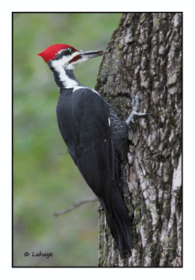 Grand pic male / Dryocopus pileatus / Pilated Woodpecker