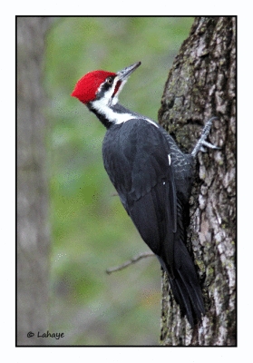 Grand pic male / Dryocopus pileatus / Pilated Woodpecker