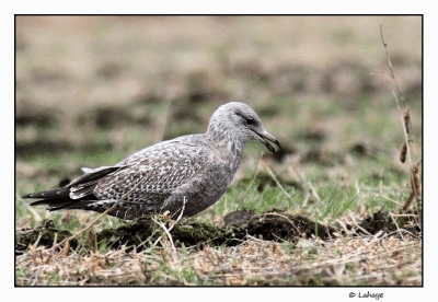 Goéland à bec cerclé juv / Larus delawarensis / Ring-billed Gull