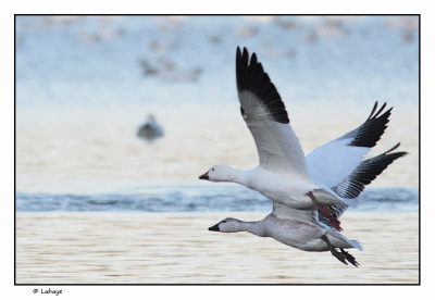 Oies des neiges / Chen caerulescens / Snow Geese