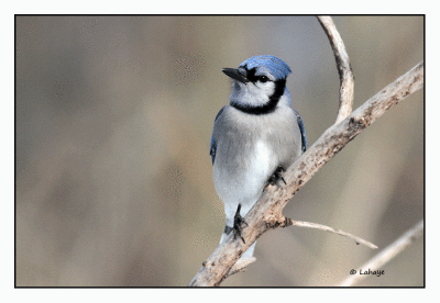 Geai bleu / Cyanocitta cristata / Blue Jay