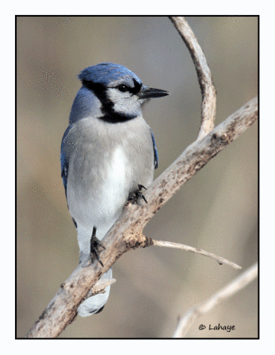 Geai bleu / Cyanocitta cristata / Blue Jay