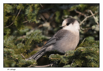 Msangeai du Canada / Perisoreus canadensis / Gray Jay