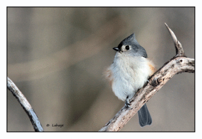 Mésange bicolore / Baeolophus bicolor / Tufted Titmouse