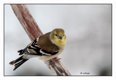 Cardonneret jaune / Cardueli tristis / American Goldfinch