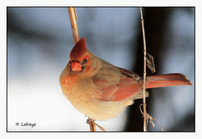 Cardinal rouge fem. / Cardinalis cardinalis / Northern Cardinal