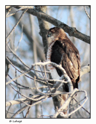 pervier brun / Accipiter striatus / Sharp-shinned Hawk
