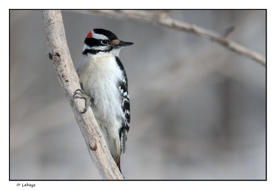 Pic chevelu male / Picoides villosus / Hairy Woodpecker