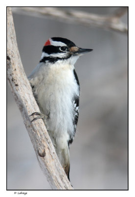Pic chevelu male / Picoides villosus / Hairy Woodpecker