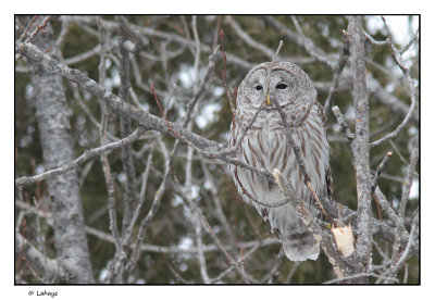 Chouette raye / Strix varia / Barred Owl