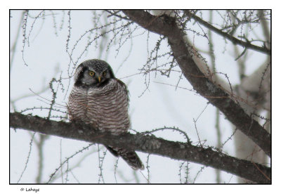 Chouette pervire / Surnia ulula / Northern Hawk Owl