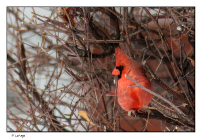 Cardinal rouge male / Cardinalis cardinalis / Northern Cardinal