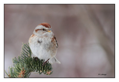 Bruant hudsonien / Spizella arborea / Americana Tree Sparrow