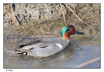 Sarcelle d'hiver / Anas crecca / Green-winged Teal