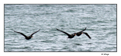 Cormorans  aigrettes / Phalacrocorax auritus / Double-crested Cormorants