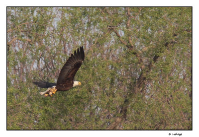 Pygargue  tte blanche / Haliaeetus leucocephalus / Bald Eagle