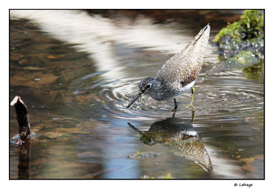 Chevalier solitaire / Tringa solitaria / Solitary Sandpiper