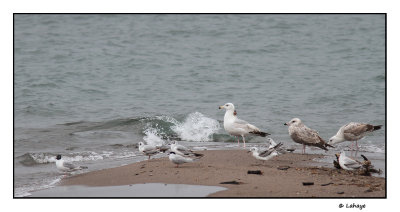 Golands / Larus / Gulls