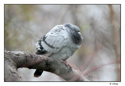 Pigeon biset / Columba livia / Rock PIgeon