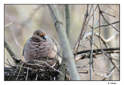 Tourterelle triste au nid / Zenaila macroura / Nesting Mourning dove