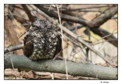 Engoulevent bois-pourri / Caprimulgus vociferus / Whip-poor-will