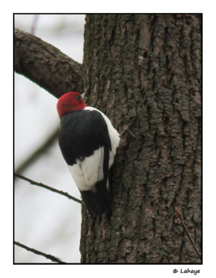 Pic  tte rouge / Melanerpes erythrocephalus / Ted-headed Woodpecker