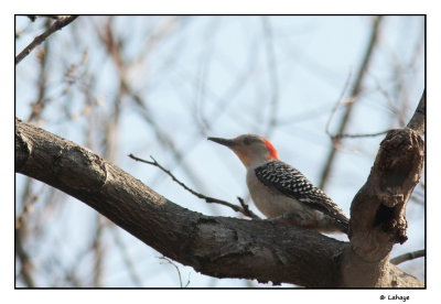 Pic  ventre roux / Melanerpes carolinus / Red-bellied Woodpecker