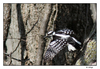 Pic chevelu fem / Picoides villosus / Hairy Woodpecker 