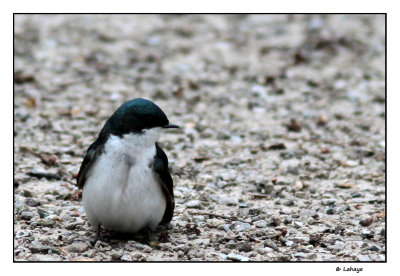 Hirondelle bicolore / Tachycineta bicolor / Tree Swallow