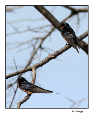 Hirondelles rustiques / Hirundo rustica / Barn Swallows