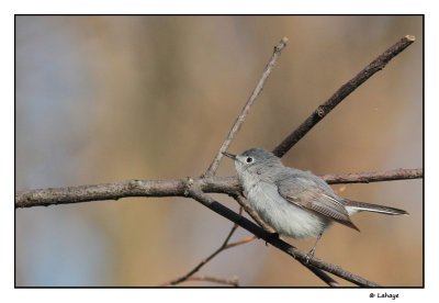 Gobemoucheron gris-bleu / Polioptila caerulea / Blue-gray Gnatcatcher