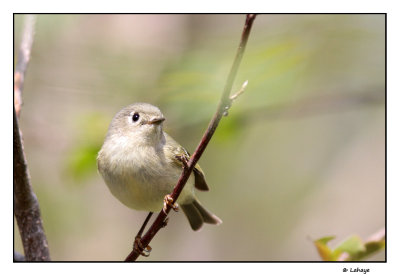 Roitelet  couronne rubis / Regulus calendula / Ruby-crowned Kinglet