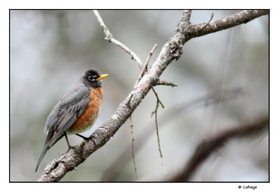 Merle d'Amrique / Turdus migratorius / American Robin