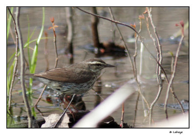 Paruline des ruisseaux / Seiurus noveboracensis / Northern Waterthrush