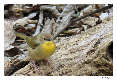 Paruline masque Fem / Geothylypis trichas / Common Yellowthroat