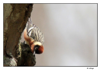 Paruline  poitrine baie / Dendroica castanea / Bay-breasted Warbler